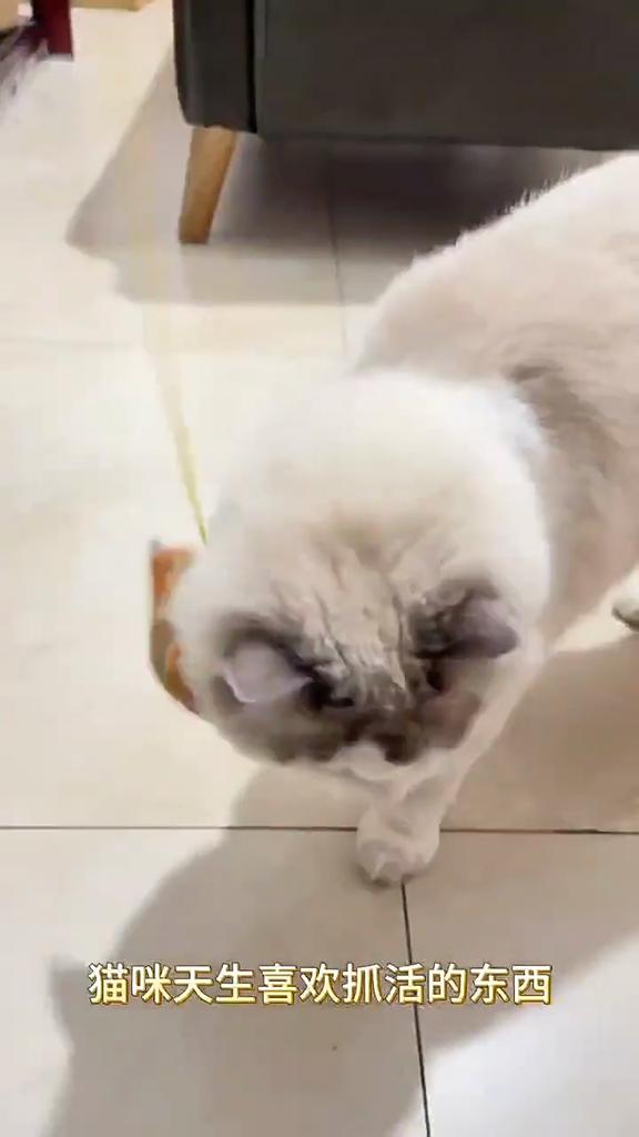 Simulation Calling Bird Cat Toy Cat Self-hi Toy Sounding Bird Teasing Cat Stick Catnip Toy Pet Supplies