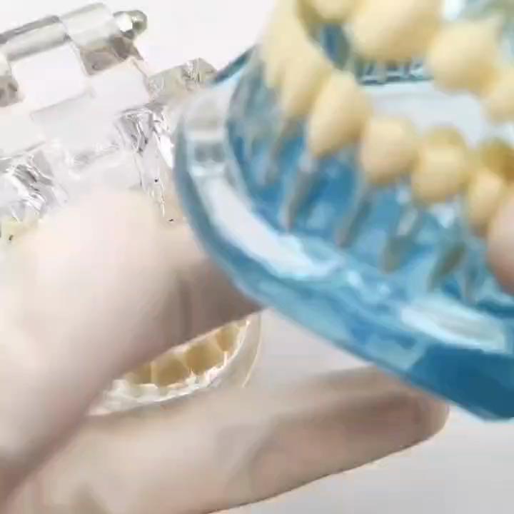 1pc Dental Standard Tooth Model Orthodontic Model for Patient Communication Dental Study Clinic Model Tool