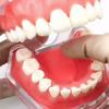 Dental Model Gum Teeth Teaching Model Standard Dental Typodont Model Demonstration With Removable Tooth Teeth Model Dentist Models