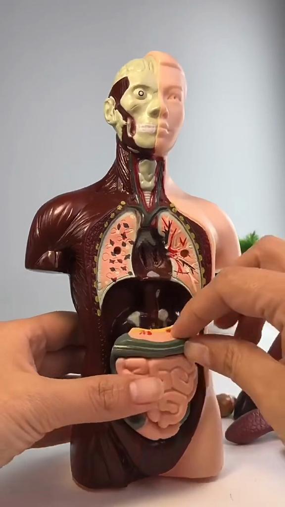 Human Torso Model, menneskekroppsmodell for barn brukt til studentundervisningsforskning, med tilhørende produktbrukerhåndbok