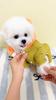 Cotton Dog Coat with Bear Ears Four Legged Winter Warm Pet Apparel for Teddy Small Breed Dogs Cold Weather Outfit