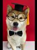 1 Set Pet Graduation Suit Adorable Adjustable with Tassel Felt Pet Cats Dogs Cosplay Hat Collar Glasses Set Pet Accessories