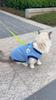 Winter Pet Vest Colar Fleece Pet Clothing for Small Medium Dogs Cats Outdoor Wear Puppy Warm Outfit