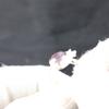 Amethyst Gemstone 925 Sterling Silver Jewelry Handmade Ring Gift For Girlfriend RR-67-11