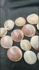 Natural Big Size Beach Sea Shell, Healing Sea Shell Lot, Round Sea Shell Lot, 20 To 30 MM Size Sea Shell.