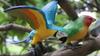 Wildlife Animal Model Solid Plastic Parrot Bird Display Figure For Kids Playroom Decor