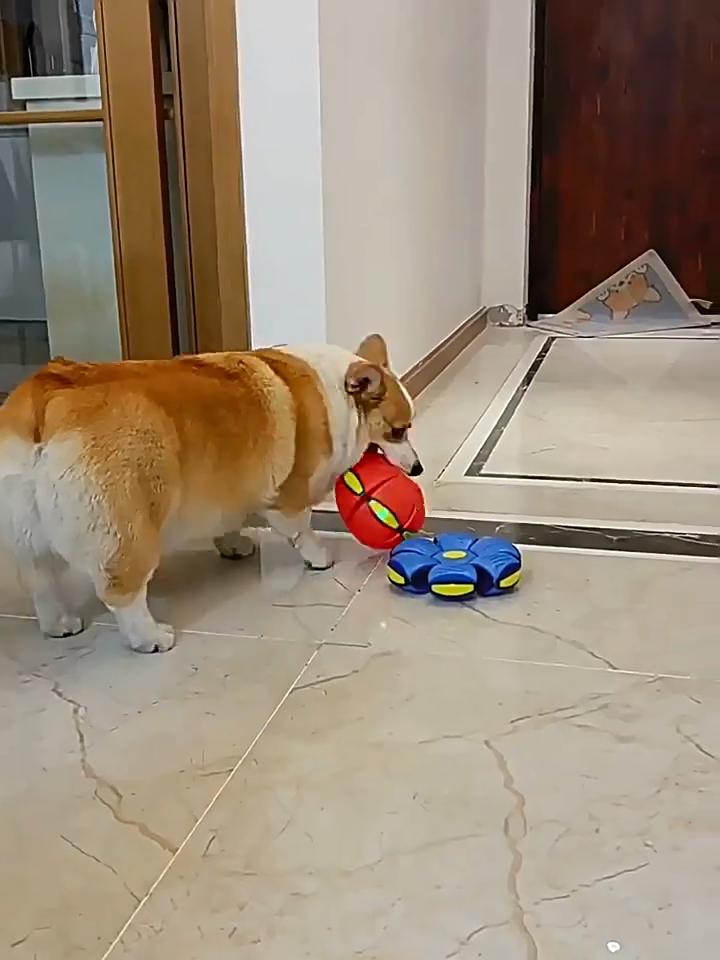 The new flying saucer deformation ball pet relieves boredom, steps on the ball, and the puppy side animal toy is resistant to biting and grinding