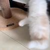 New Interactive Cat Toy Electric Mouse Car Automatic Teaser Pet Toys with Intelligent Obstacle Avoidance Pet Toys for Kittens