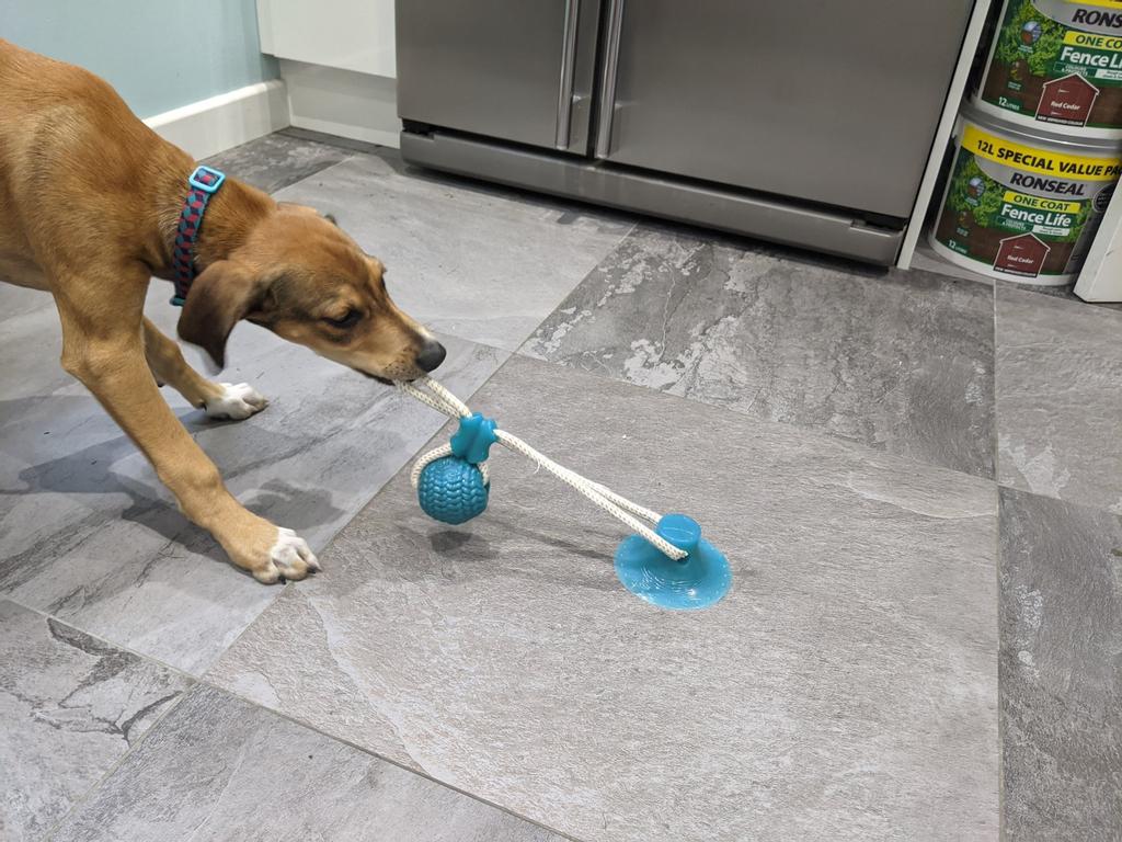 dog suction tugger