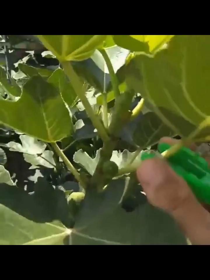 Thumb Finger Gardening Scissors Ergonomic Design Green Plant Pruning Tool Sharp Blades Suitable for Precise Pruning Of Vegetables Herbs Bonsai