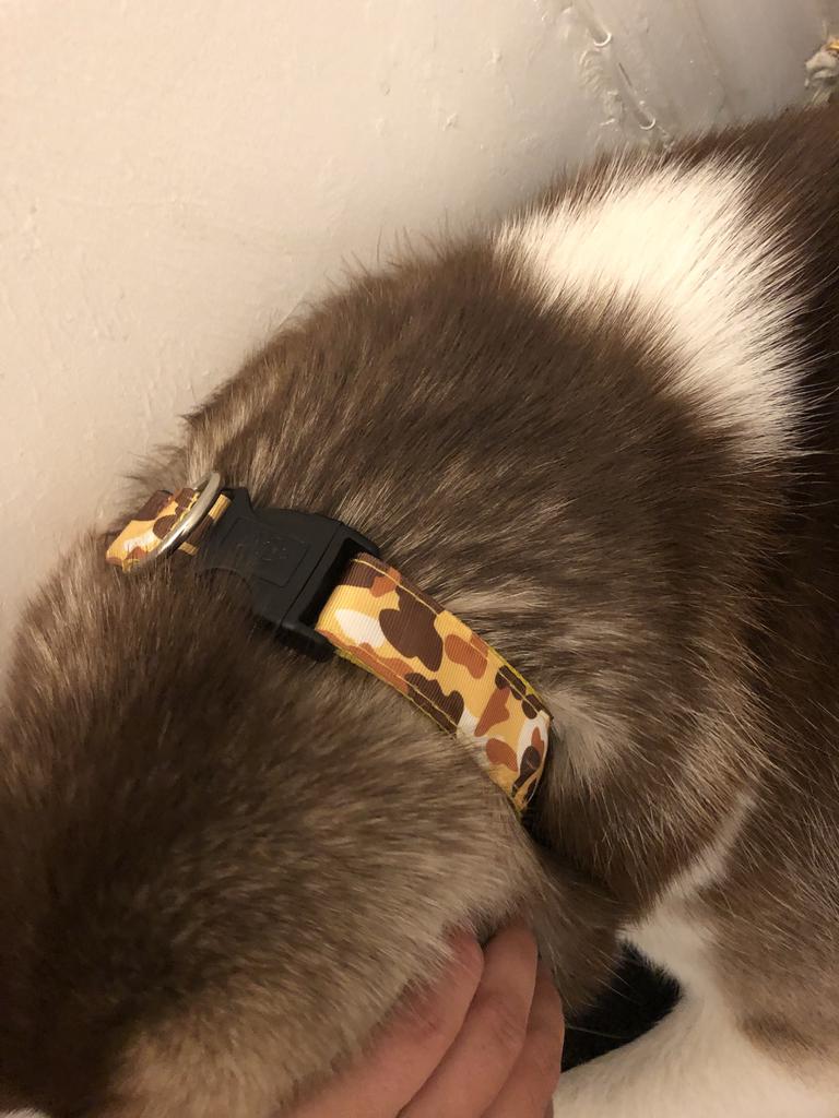 the flash dog harness