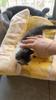 Nido per gatti per calore e sicurezza invernali, Foro di perforazione semi-chiuso per gatti per l'inverno, Sacco a pelo per gatti per dormire, Nido per cani, Nido di coniglio per gatti