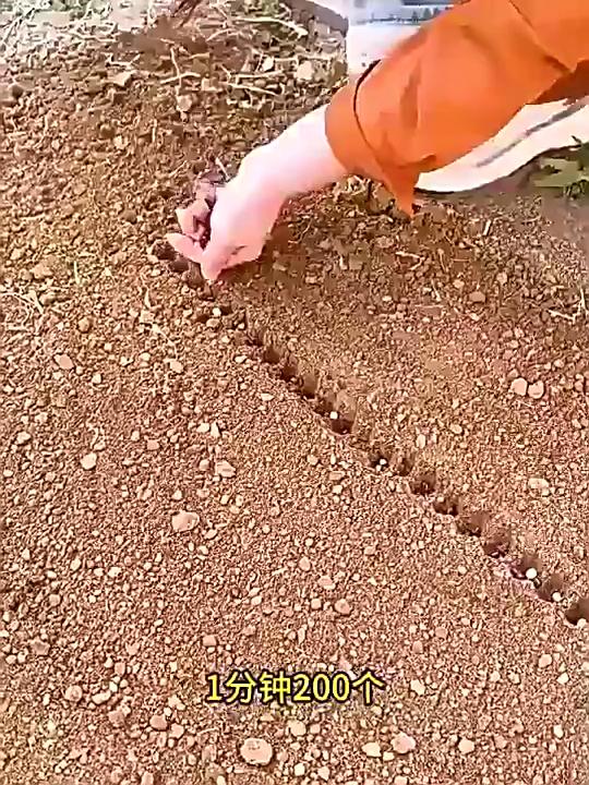 Hand Dibbler 12-Hole Fast Seeding Garden Seeder Tool Seed-in Soil Digger and Soil Spacer Planting Aids for Efficient Gardening