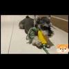 Durable and Safe Interactive Dog Chew Toys - Perfect Teeth Cleaning Tools for Your Pet - Natural Corn-Shaped Toothbrushes