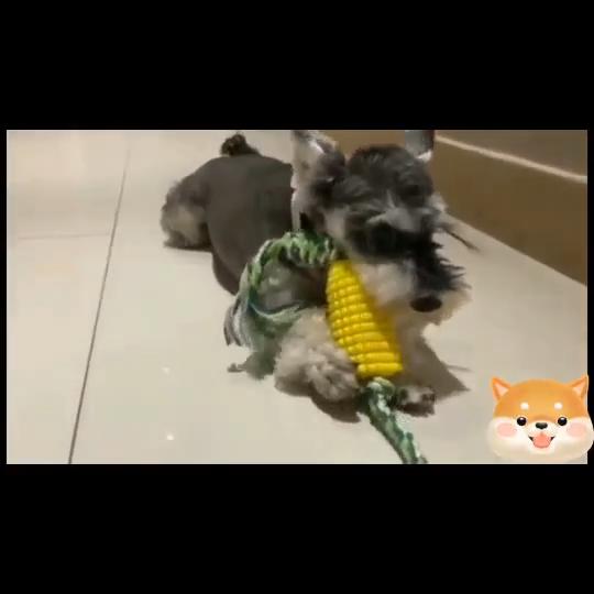 Durable and Safe Interactive Dog Chew Toys - Perfect Teeth Cleaning Tools for Your Pet - Natural Corn-Shaped Toothbrushes