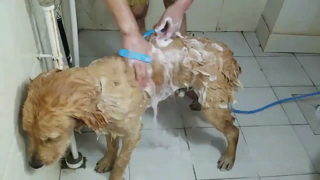 Uscător de păr pentru animale de companie, geantă pentru uscător, pentru câini mari, baie specială, uscare rapidă, cutie de uscare automată