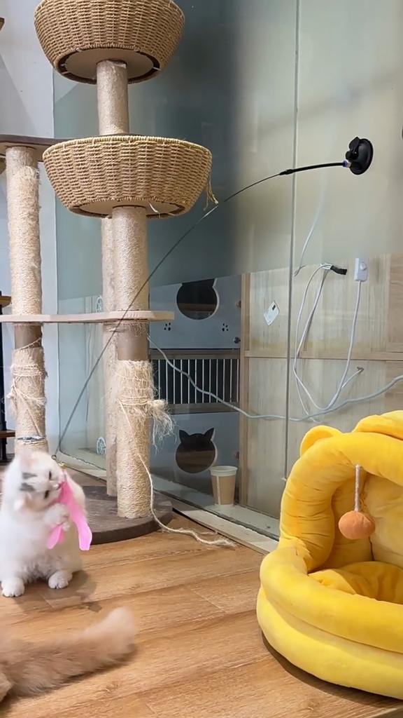 Cat Toys, Strong Suction Cups, Cat Teasing Sticks, Long Poles, Self-hi