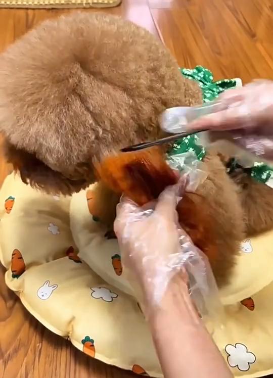 Tinta de Pelagem para Cães e Gatos – Segura, Não Tóxica, Corante Multicor para Higiene de Animais de Estimação para Estilização Criativa & Beleza