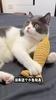 Cat Toys Fish,Plush Interactive Cat Toy for Indoor Cats,Crinkle Sound Catnip Toys Soft Linen, Interactive Kitten Exercise Kicker Toys for Indoor Cats