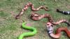 Decoration Flexible Eco-friendly Soft Animal Model Children Educational Toys Trimeresurus Stejnegeri