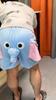 Flying Elephant Shorts Elephant Couple Shorts Dumbo Trunk Shorts Funny Pajama Pants