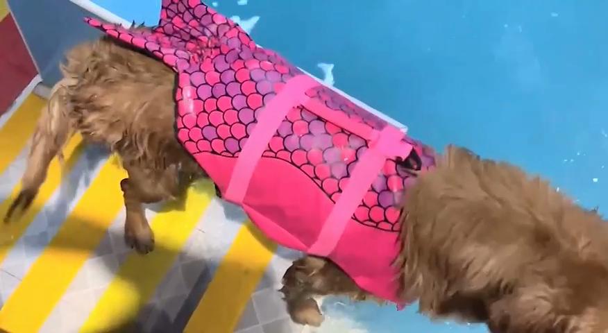 Dog Life Jacket Ripstop Dog Safety Vest Adjustable Preserver with High Buoyancy and Durable Rescue Handle for Small,Medium,Large Dogs