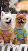 Yousheng Pet Cloth Eye-Catching Adorable Decorating Dog Pajamas Small Warm Puppy Outfit for Outdoor