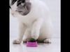Catnip Toys Balls 4Pcs,Extra Cat Energy Ball,Edible Kitten Silvervine Toys for Cats Lick,Healthy Kitty Teeth Cleaning Dental Chew Toys,Cat Wall Treats