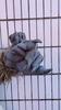 Guanti in Lattice a Forma di Zampa di Lupo Peluche Per Costumi da Festa Horror e Decorazioni per Case Infestate