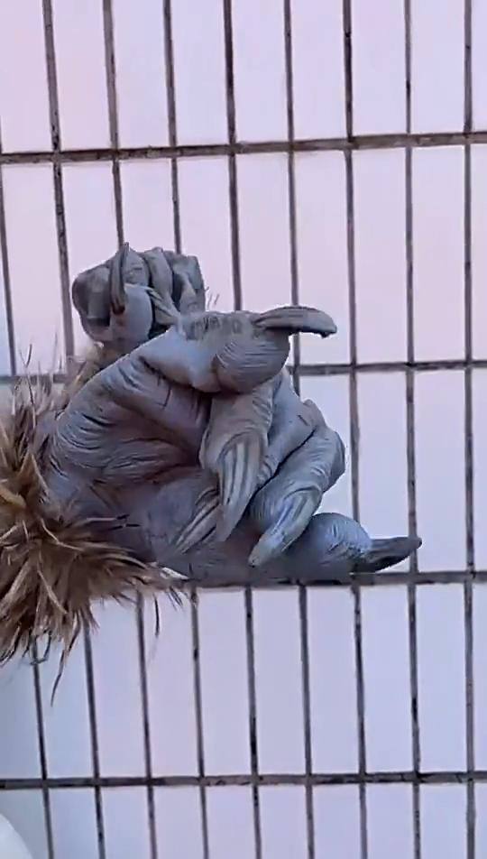 Guanti in Lattice a Forma di Zampa di Lupo Peluche Per Costumi da Festa Horror e Decorazioni per Case Infestate