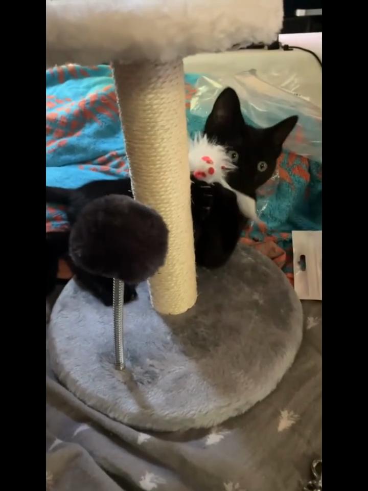 Sturdy Small Cat Tree with Scratching Column, Hanging Mouse and Spring Ball - Ideal Kitten Furniture