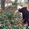 2 IN 1 Cordless Electric Hedge Trimmer 20000RPM Rechargeable Handheld Household Shrub Weeding Pruning Mower Garden Tools