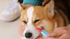 Pet Eye Comb Brush Pet Tear Stain Remover Comb Double-Sided Eye Grooming Brush Removing Crust Mucus For Small Cat Dog