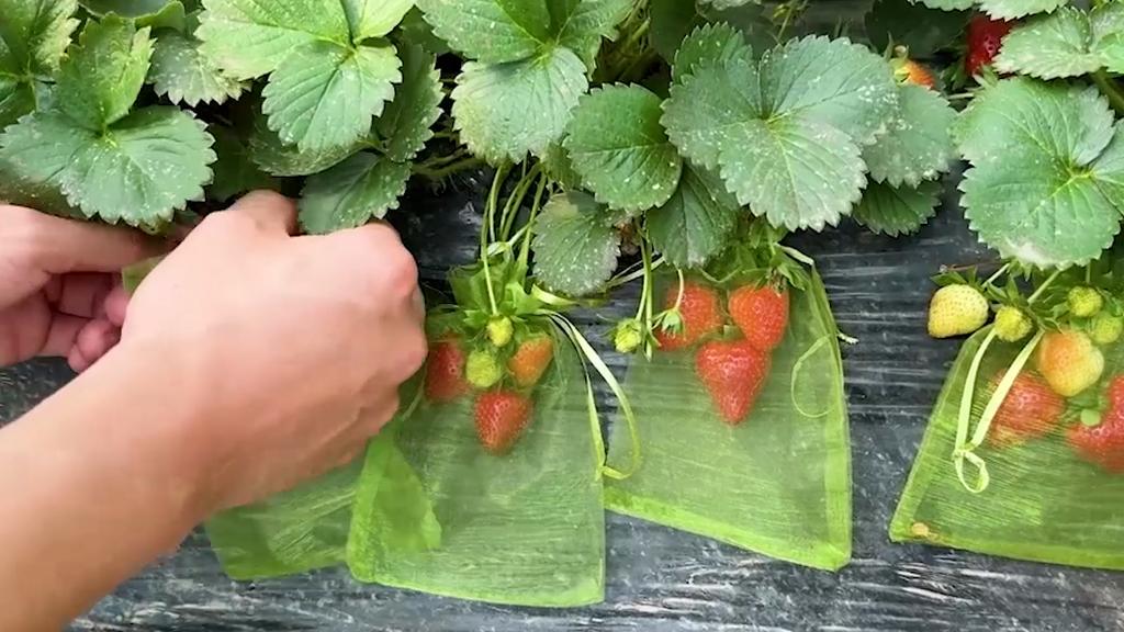 50pcs Garden Fruit Mesh Drawstring Bags Plant Fruit Protective Cover Vegetable Tomato Netting Bags