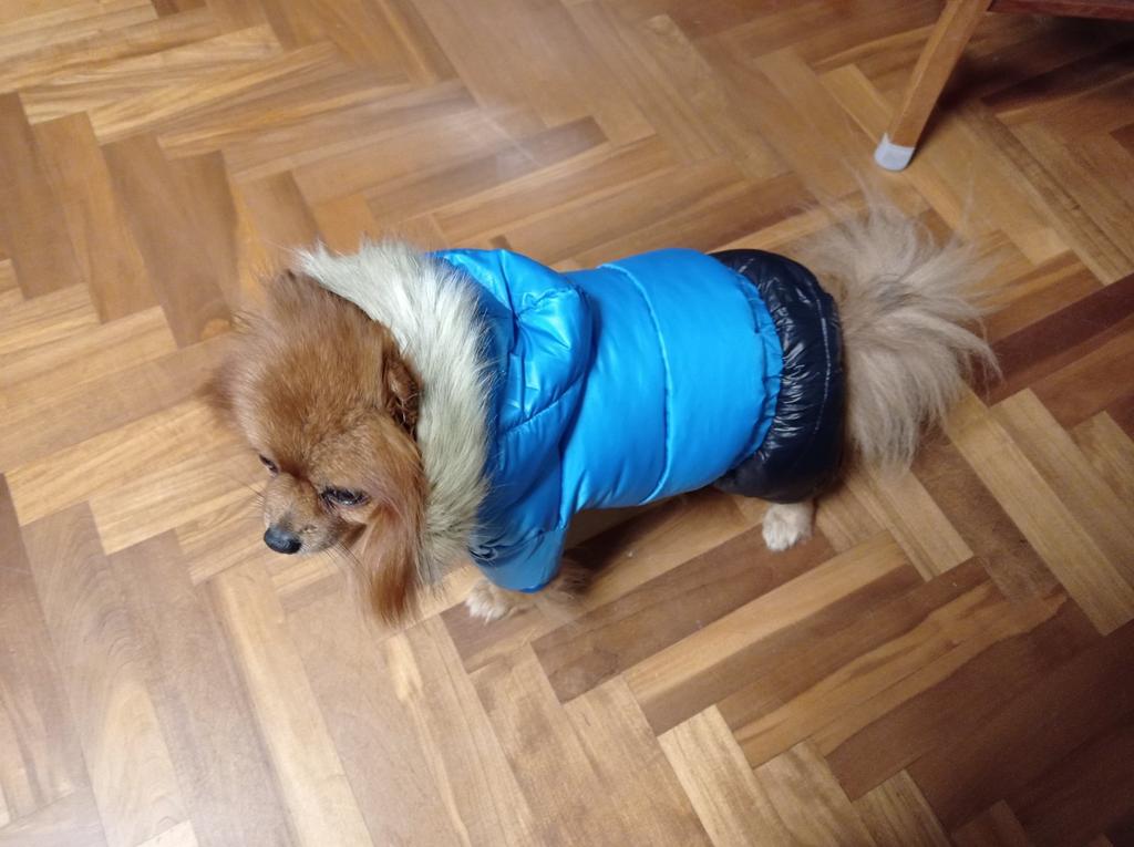 Pigiama Per Cani Piccoli Motivo Margherite - Cotone, 4 Gambe - Taglie Da S A XXL - Foto 8