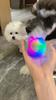 Dog toy ball small dog flash pet ball tpr three-color luminous elastic ball training interactive throwing dog ball