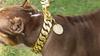 Strong Metal Dog Chain Collars Stainless Steel Pet Training Choke Collar For Large Dogs Pitbull Bulldog Silver Gold Show Collar