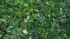 Garden Bird Netting Anti-Bird Protection Mesh Net for Plants, Fruit Trees & Vegetables, Multiple Sizes 2x2m 2x5m 4x4m 4x5m