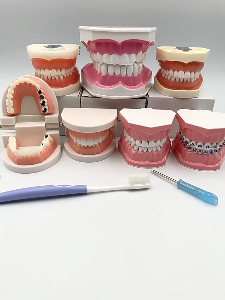 Odnímatelný model zubů Simulační model zubů pro výukovou praxi se šroubovákem