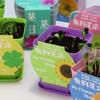 Science Experiment Diy Desktop Potted Plant Kit With Germination Seeds For Kids And Office Decor