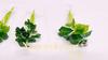 Simulazione utile Pianta verde Nessuna necessità di irrigazione Facile da mantenere Decorativa