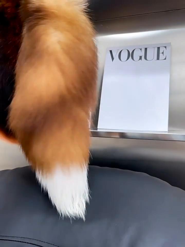 Handmade Natural Fox Skin Keychain, 40 Centimeters Long, Handbag Keychain, Backpack, Handbag/shoes/hat/charming Jewelry with Tassels for Cars