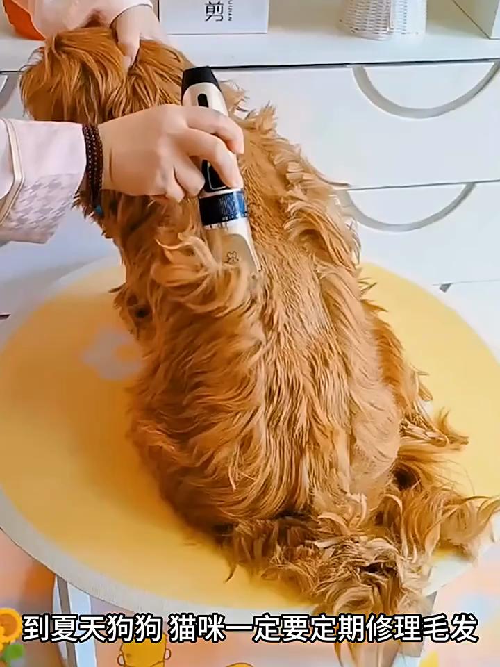 Pet Electric Push Scissors Dog Cat Pedicure Shaving Cleaning Beauty Tool Nail Set Pet Pedicure