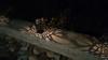 Solar Powered Lawn Lamp Solar Garden Light Outdoor Pathway Light Landscape Decorative Night Lights