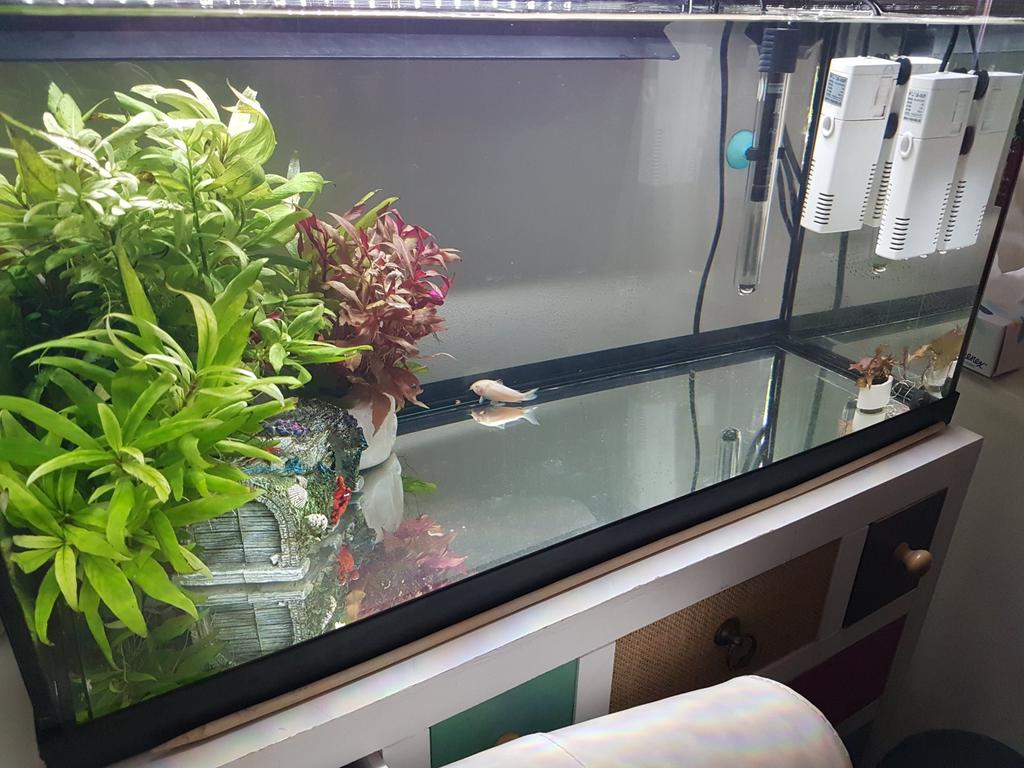 fish tank filter petbarn