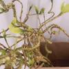 Artificial Flower No-Maintenance Long-Lasting Beauty Realistic Texture Flexible Branches Natural Zen Shape Fake Branch Home Decor