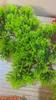 1 Branch Artificial Plant Fresh-keeping Vivid UV-resistant Flower Arrangement Fake Pine Stem for Courtyard