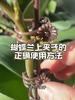 50/100Pcs Garden Plant Clips Butterfly Orchid Support Clamp Flower Stem Vine Tied Clip Fruit Vegetable Grafting Garden Tools