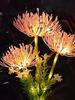 LED Outdoor Solar Lamp Simulated Eternal Flower Snow Lotus Lawn Lamp Garden Summer Camping Party Landscape  Lighting Decoration