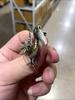 Three-dimensional Alloy Design Daigo Brooch Animal Shape Pin Clothing Fixed Anti-light Brooch Versatile Accessories